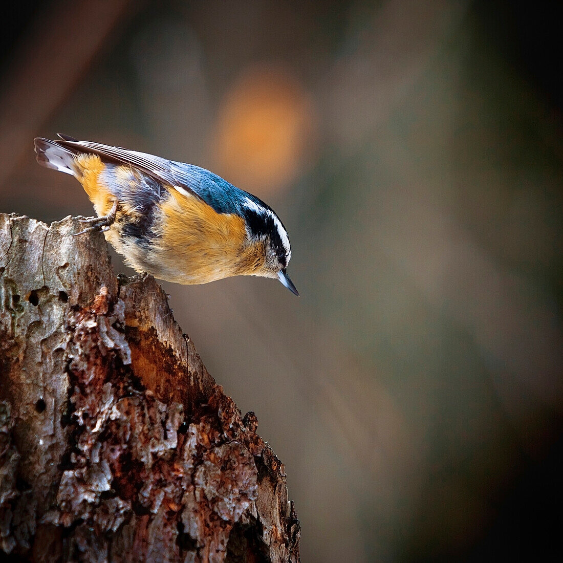 'A Small Bird With Gold And Blue Feathers Stands On A Tree Stump; Edmonton, Alberta, Canada'