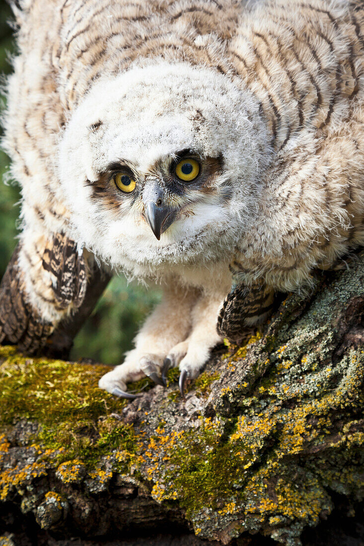 'Baby Great Horned Owl (Bubo Virginianus); Leduc County, Alberta, Canada'