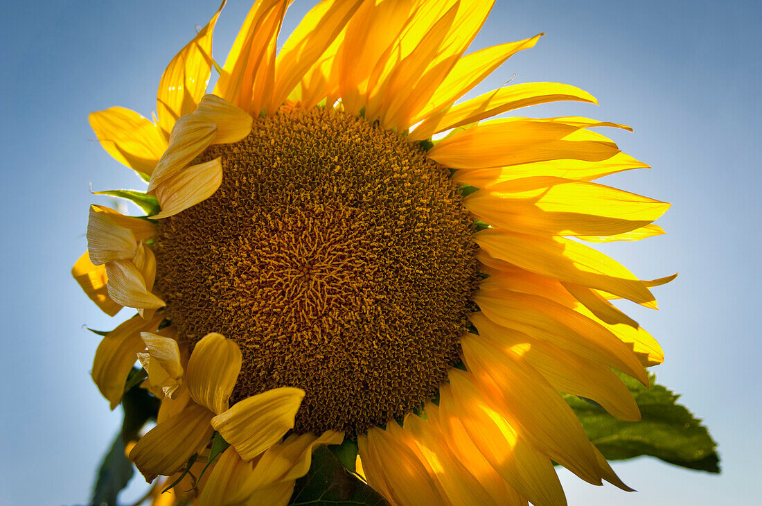 'Close Up Of A Sunflower; Davis, California, United States of America'