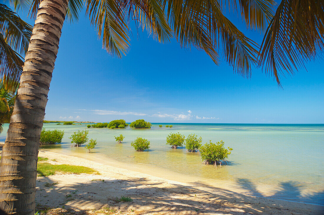 'View Of A Tropical Ocean Under A Palm Tree; Puerto Rico'