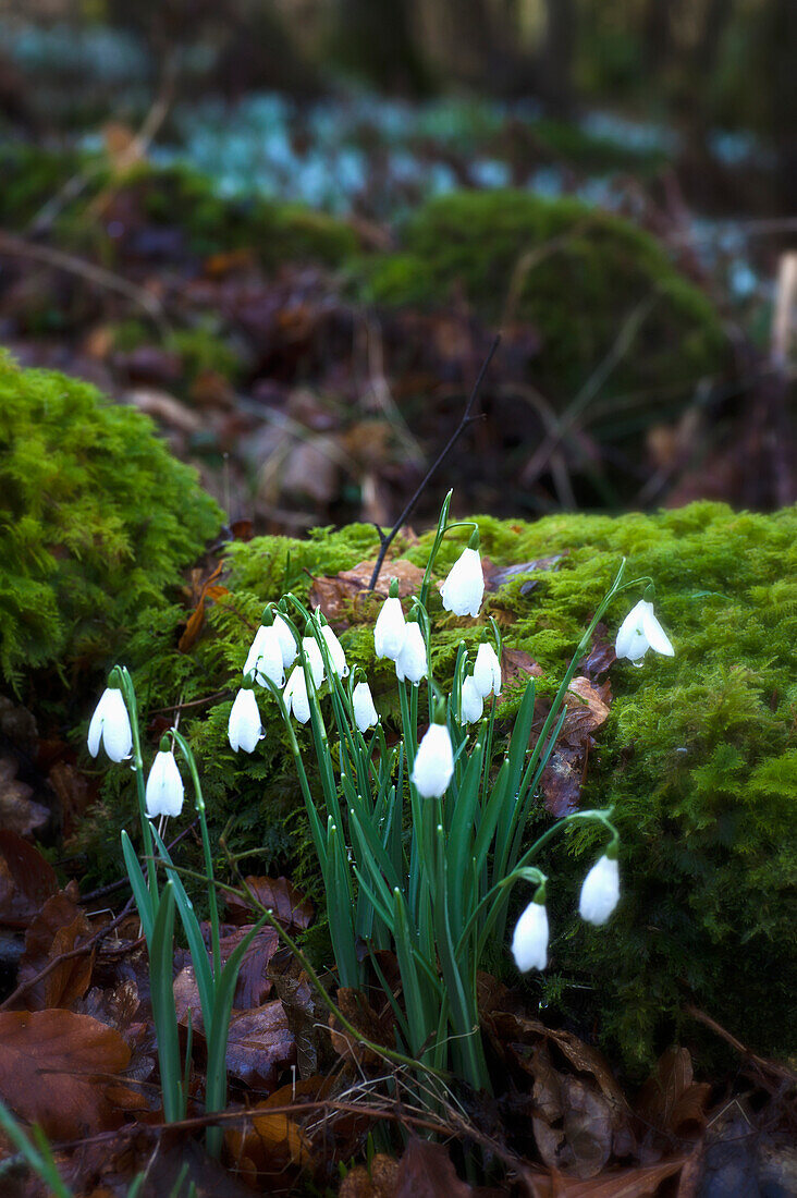 'Snowdrops (Galanthus) Growing In A Forest; Gatehouse Of Fleet, Dumfries, Scotland'