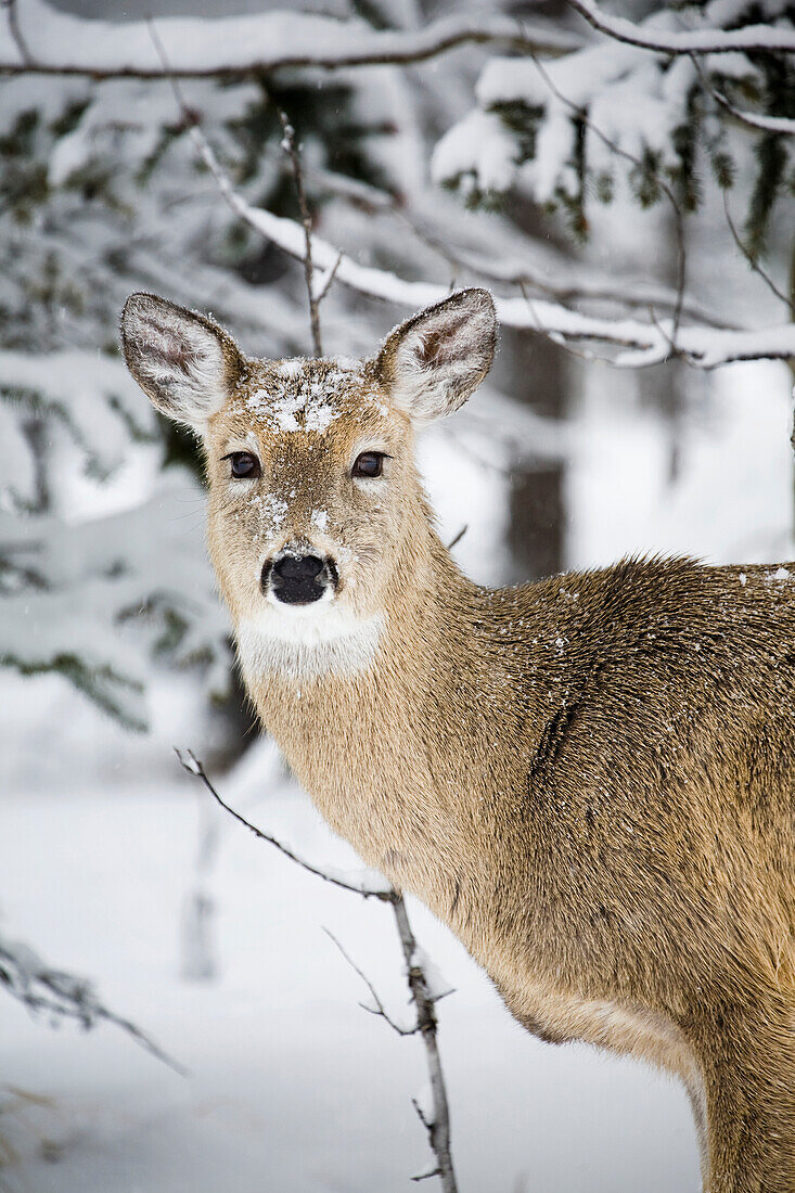 'Close Up Of A Young Deer In A Snow Covered Forest; Kananaskis Country, Alberta, Canada'