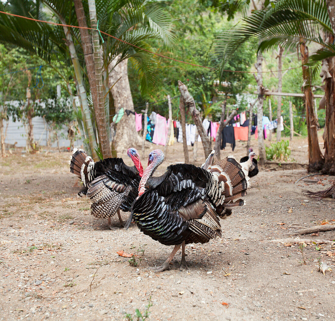 'Turkeys In A Backyard In Santa Teresa And Mal Pais (Malpais) On The Nicoya Peninsula; Puntarenas Province, Costa Rica'