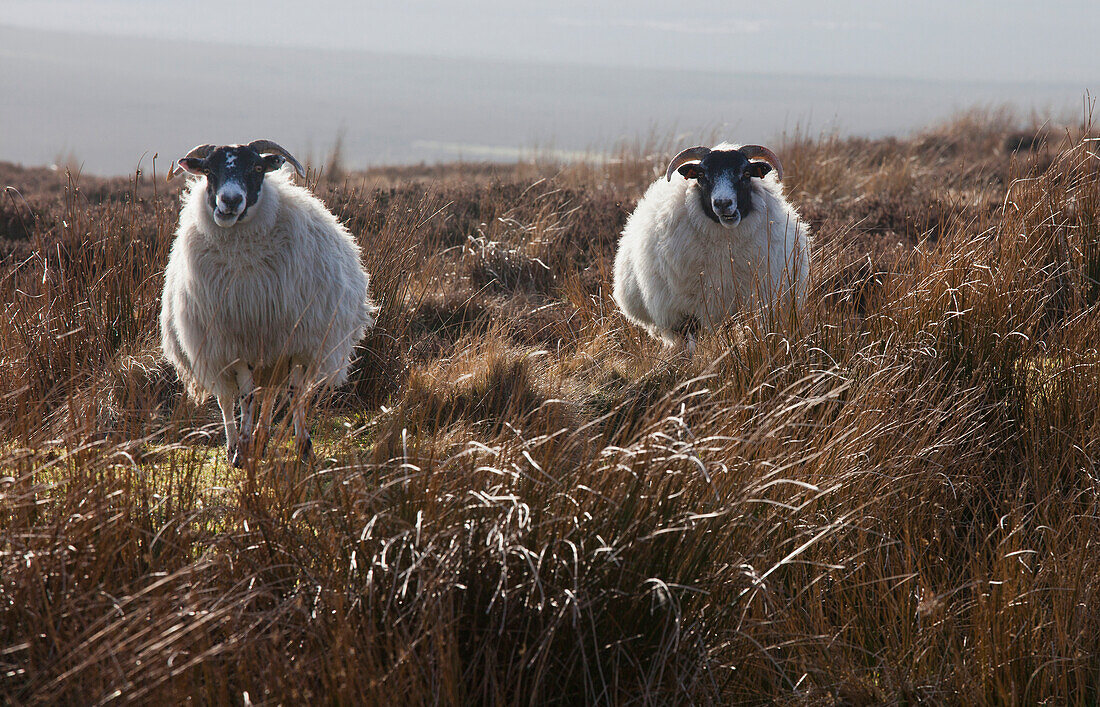 'Two Sheep Standing In A Field Of Tall Grass; Northumberland, England'