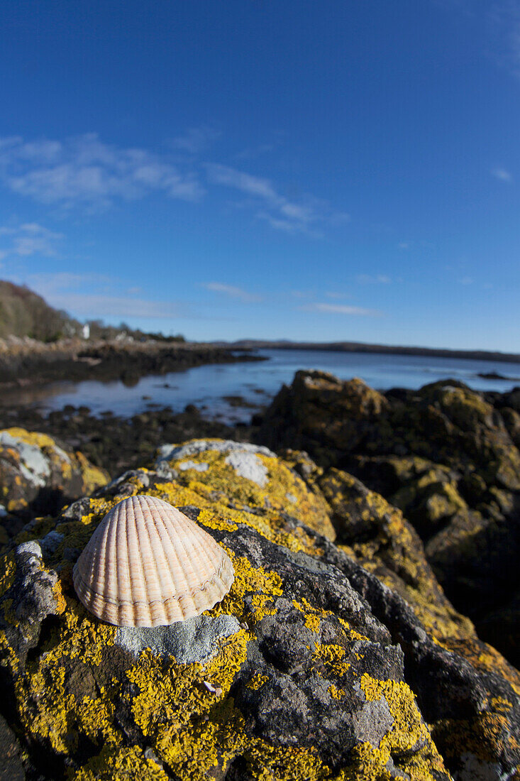 'A Seashell Sits On A Rock Covered With Lichen At The Water's Edge; Dumfries, Scotland'