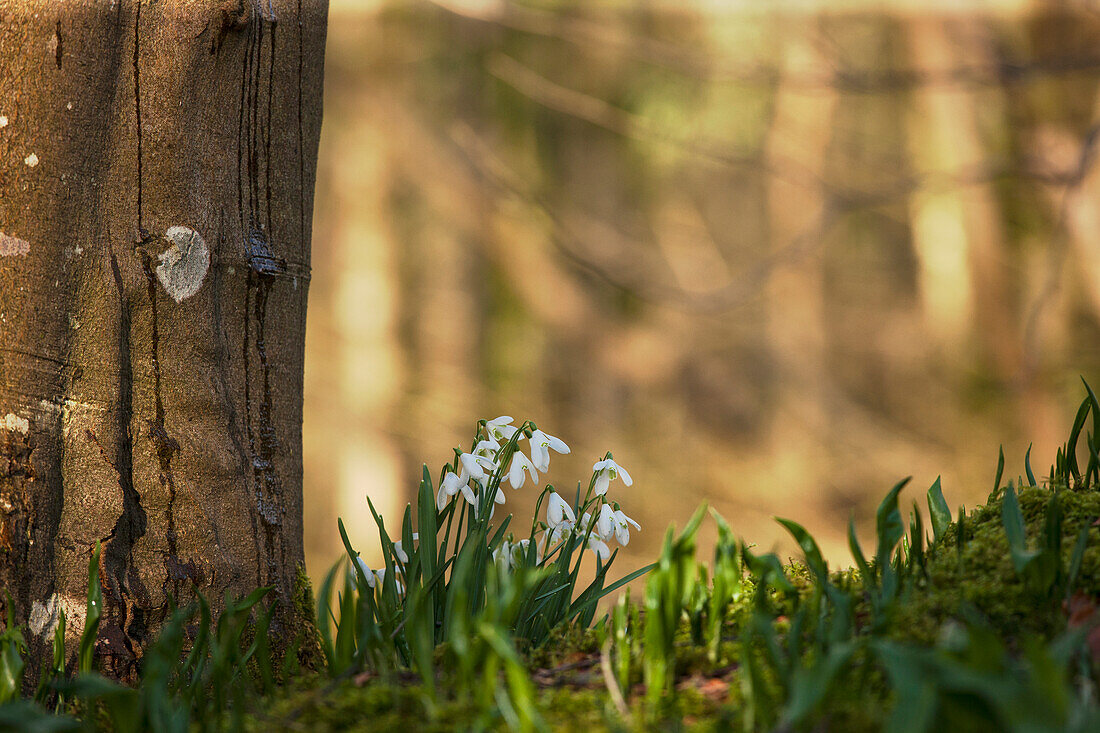 'Snowdrops (Galanthus) Blossoming At The Base Of A Tree; Gatehouse Of Fleet, Dumfries, Scotland'