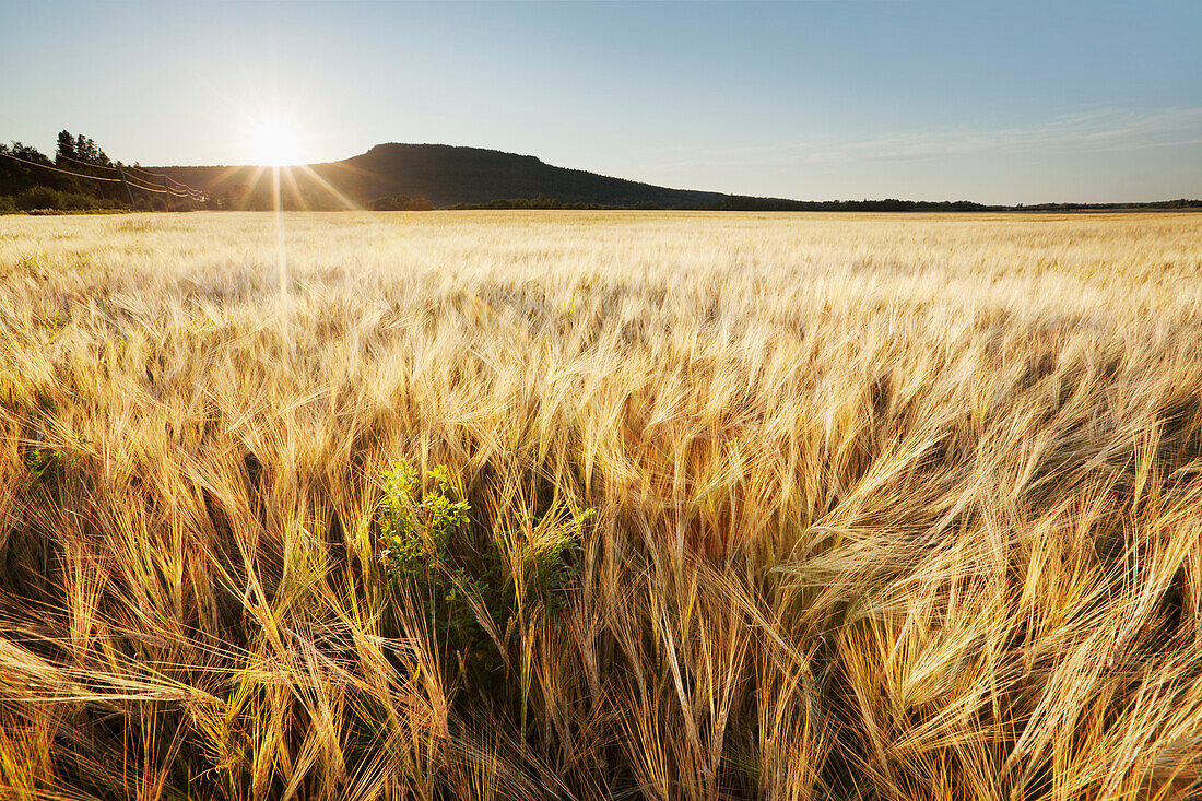 'Wheat Field At Sunset; Thunder Bay, Ontario, Canada'
