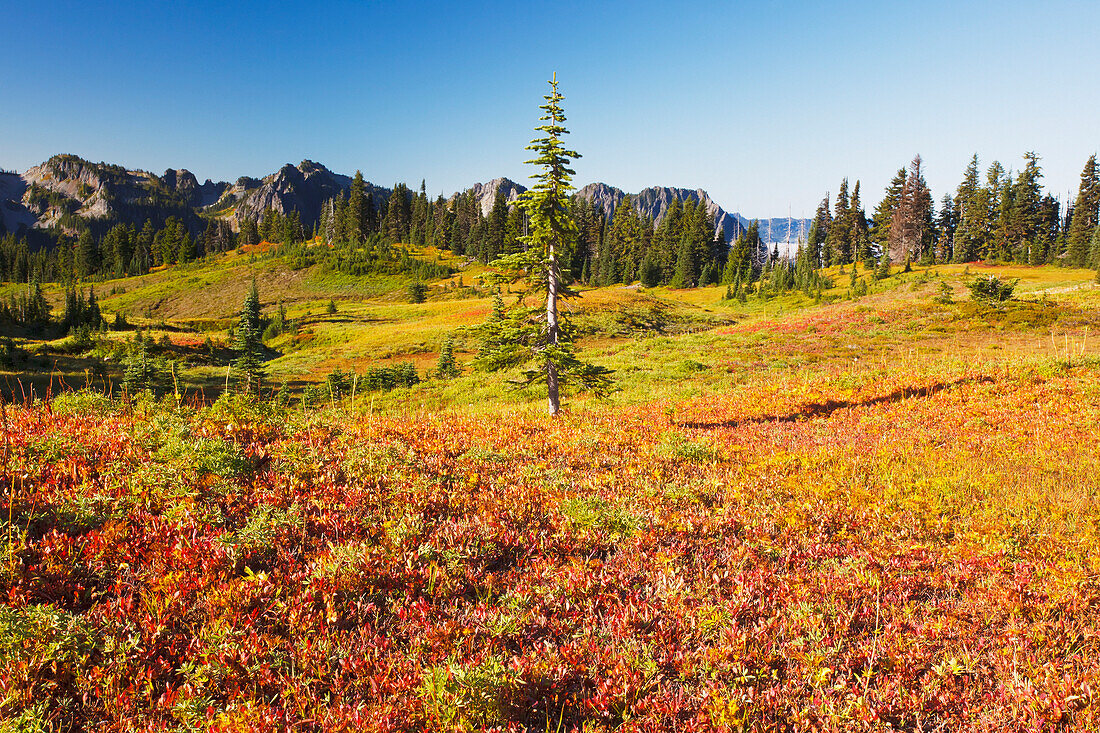 'Beautiful Autumn Colors And Tatoosh Mountains Mt. Rainier National Park; Washington, State United States of America'