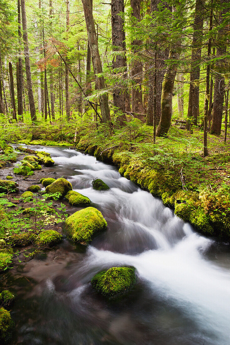 'Still Creek In Mount Hood National Forest In The Oregon Cascade Mountains; Oregon, United States of America'