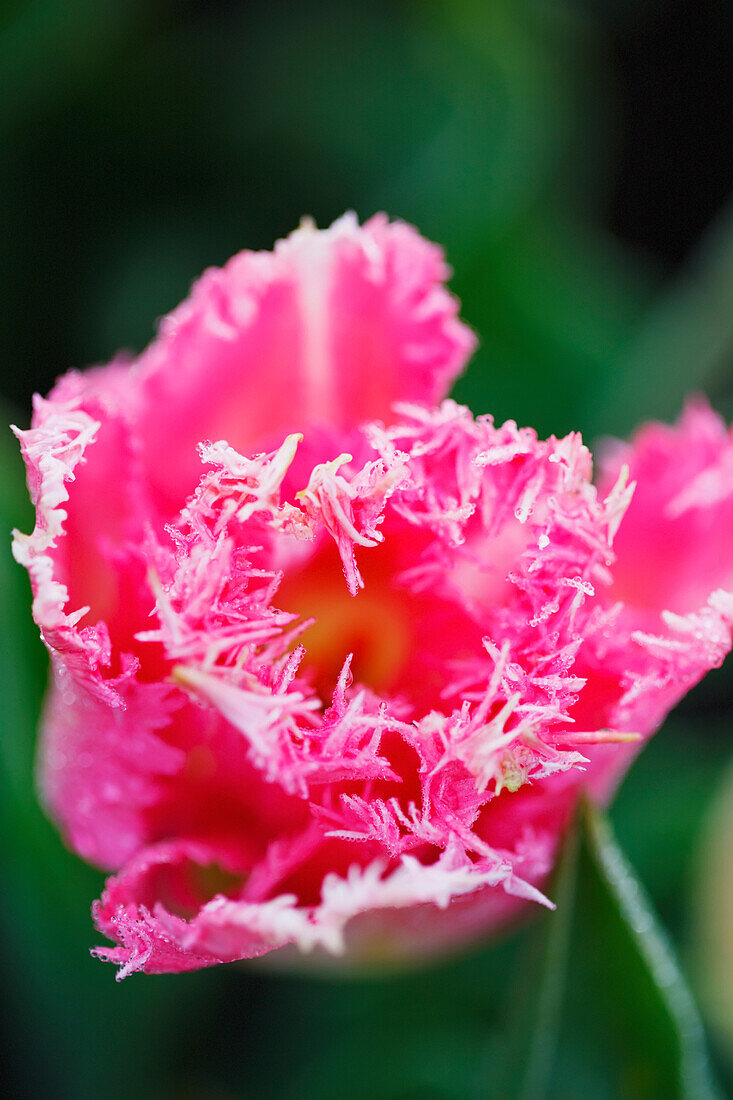 'Close up of a pink tulip at wooden shoe tulip farm;Woodburn oregon united states of america'