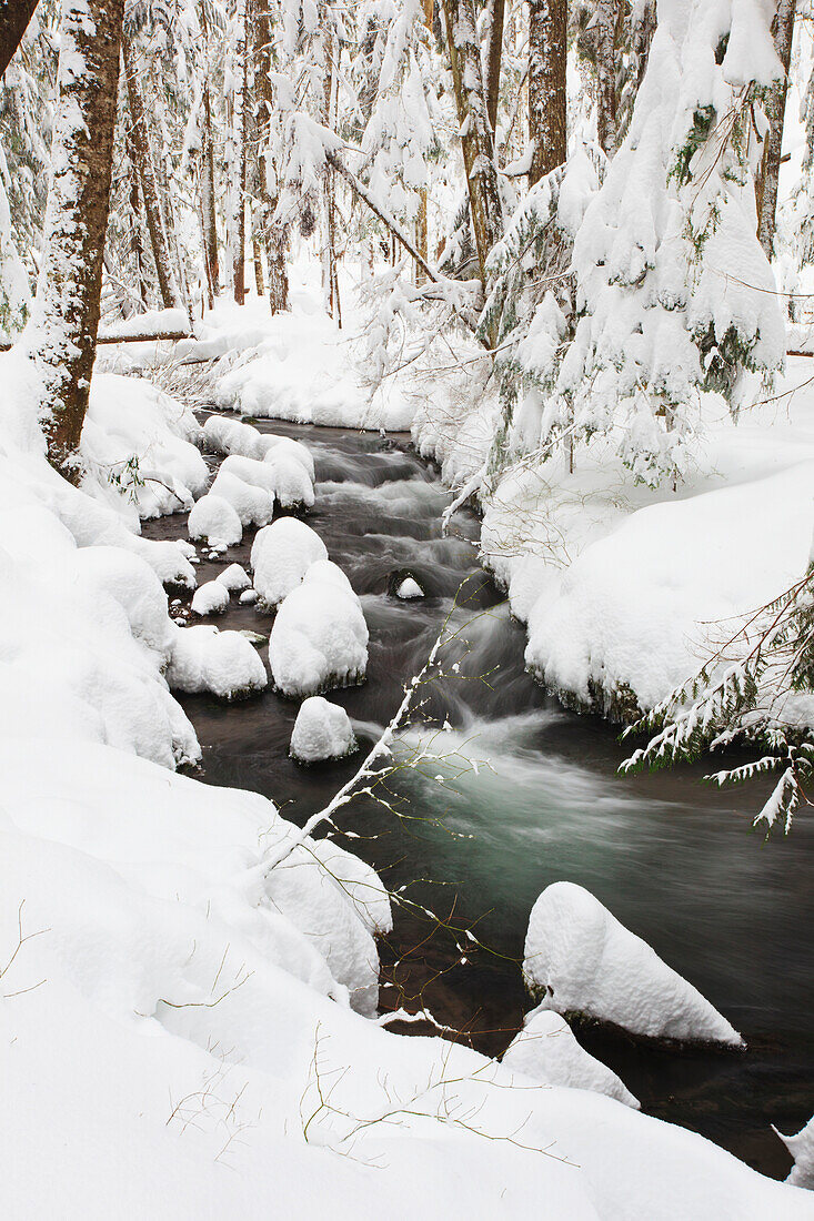 'Winter snow along still creek in mount hood national forest;Oregon united states of america'