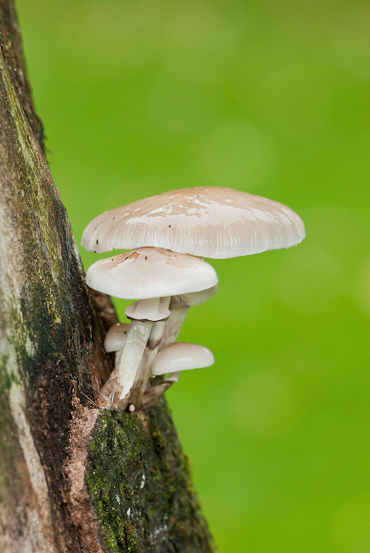 'Mushrooms growing out of a tree trunk;Ireland'