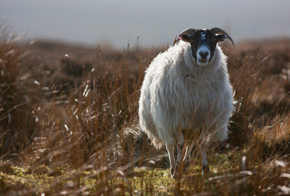 'A lone sheep standing in grass;Northumberland england'