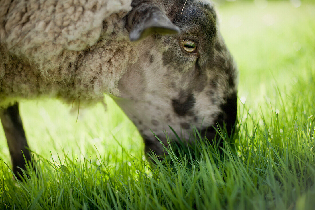 'Sheep grazing in the grass;Metchosin british columbia canada'