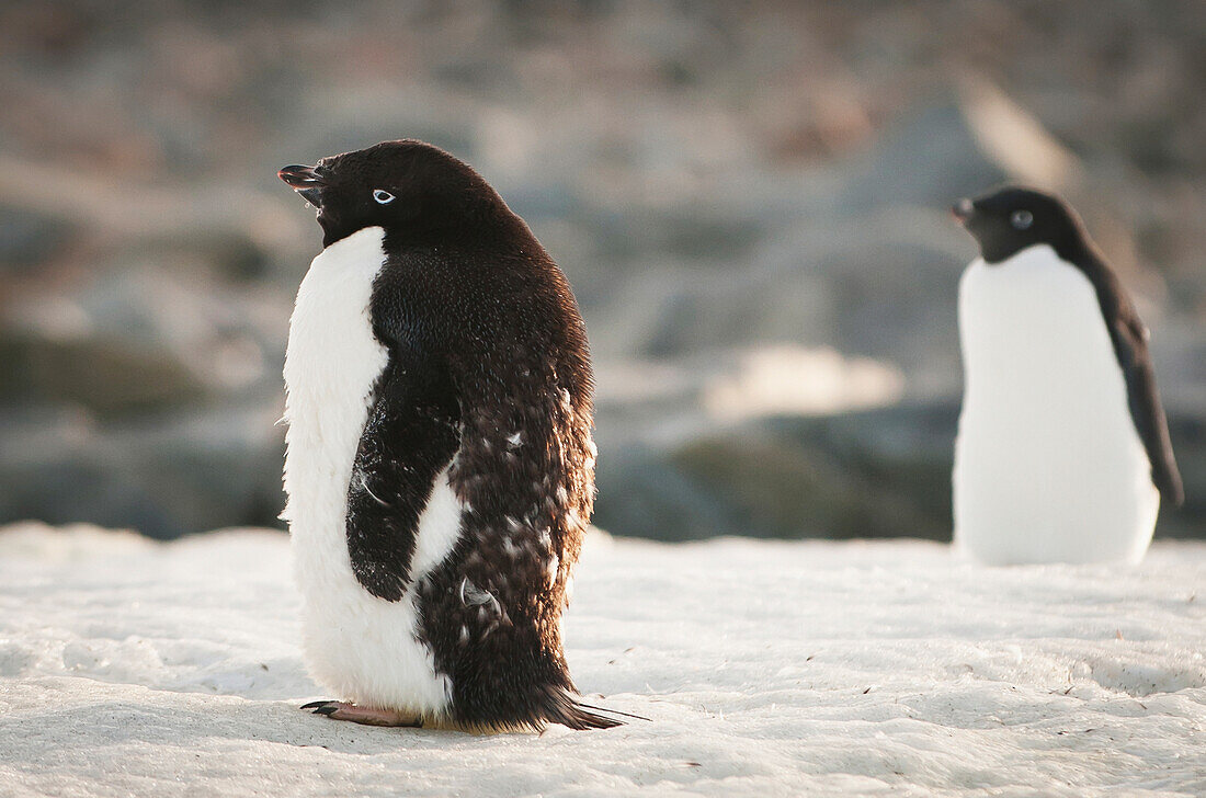 'Adelie penguin (pygoscelis adeliae);Antarctica'