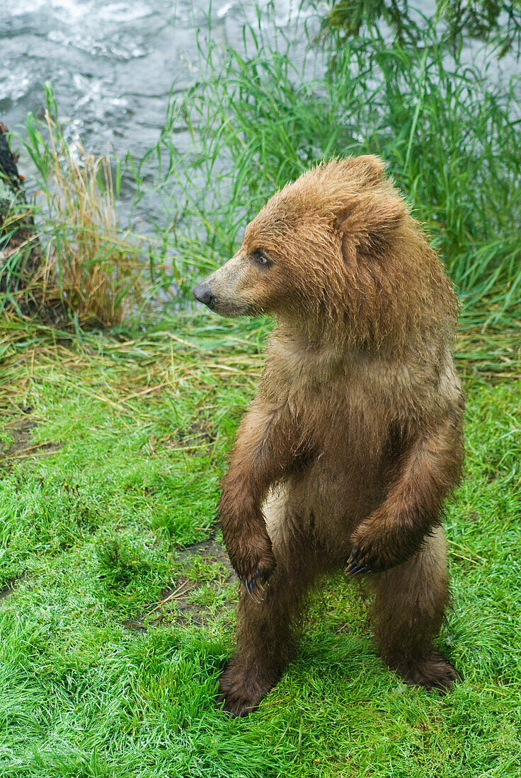 'Brown bear cub (ursus arctos) at brooks camp in katmai national park;Alaska united states of america'
