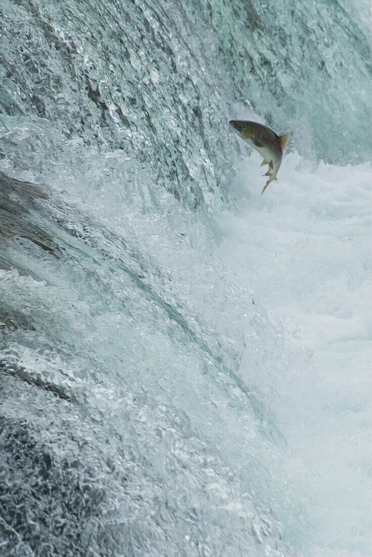 'Sockeye salmon attempting to jump the falls at brooks camp in katmai national park;Alaska united states of america'