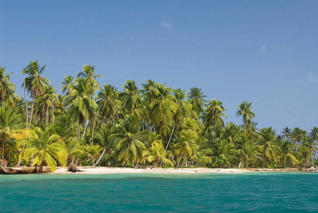 'Palm trees along the green water with blue sky;Diadup island san blas islands panama'