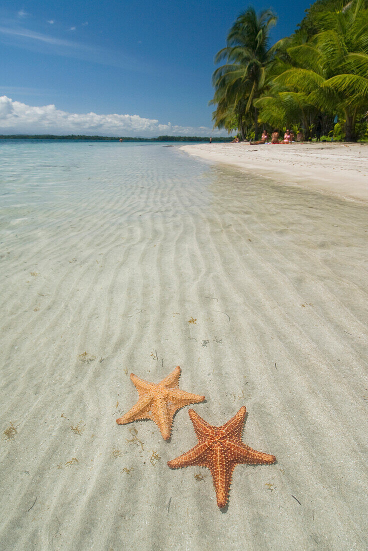 'Starfish in the shallow water along the beach;Bocas del toro panama'