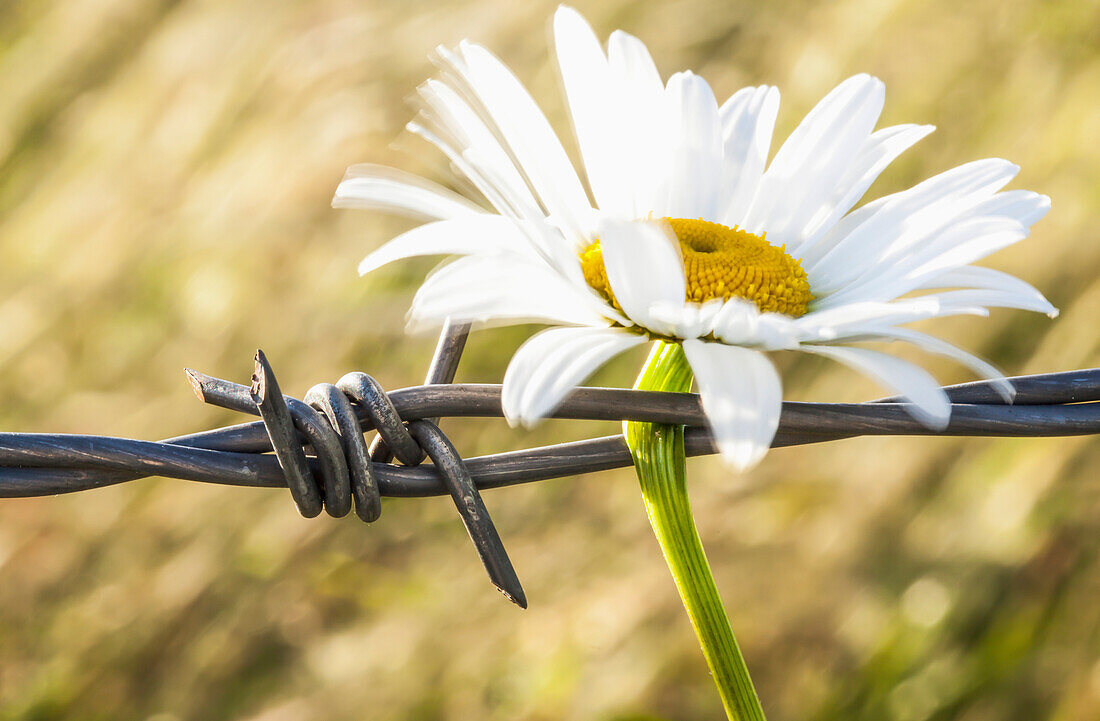 'A daisy pinned to a barbed wire fence on a farm;British columbia canada'
