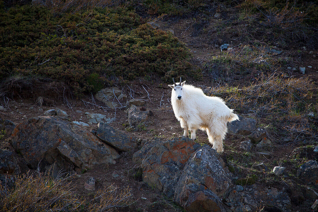 'Mountain goat (oreamnus americanus);Carcross yukon canada'