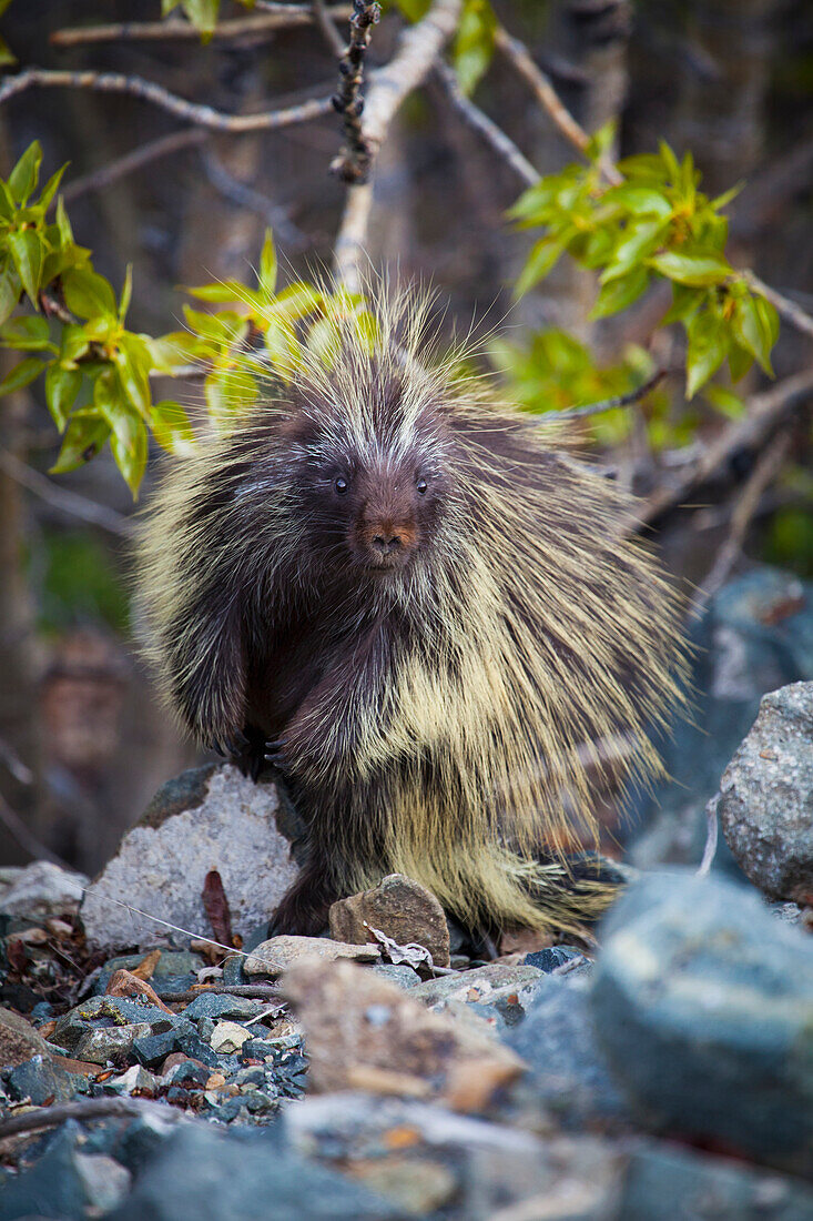 'Common porcupine (erethizon dorsatum);Carcross yukon canada'