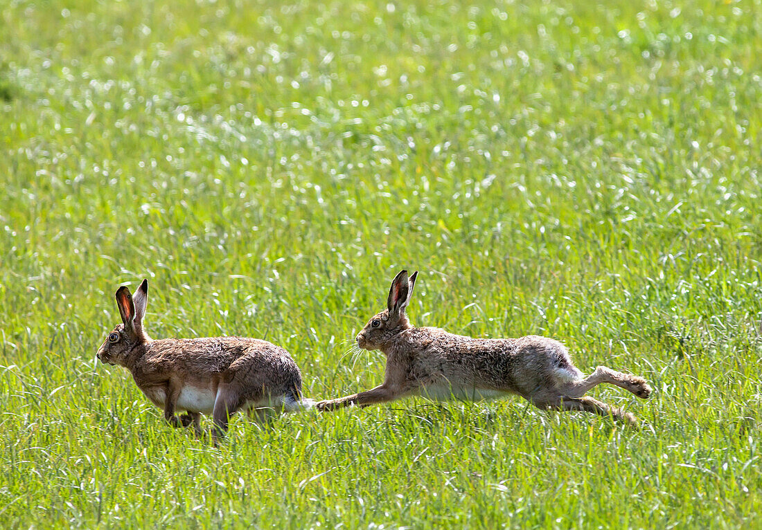 'Two rabbits playing in the grass;Northumberland england'