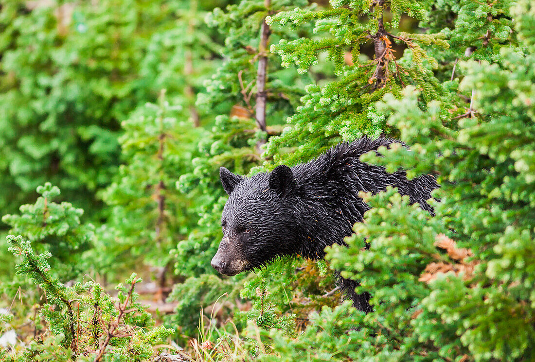 'A wild black bear forages in the forest on a rainy day;Whistler british columbia canada'