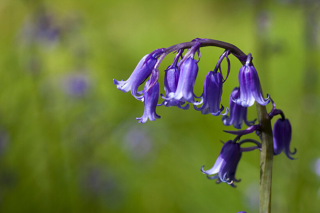 'Bluebell (hyacinthoides);Northumberland england'