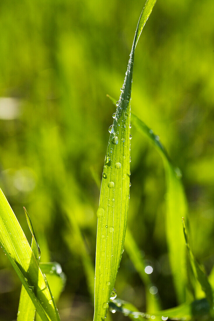 'Close up of rain drops on a blade of wheat grass;Alberta canada'