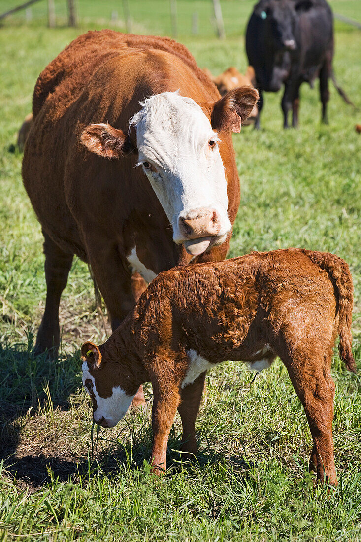 'A mother cow grooming it's calf in a field;Alberta canada'