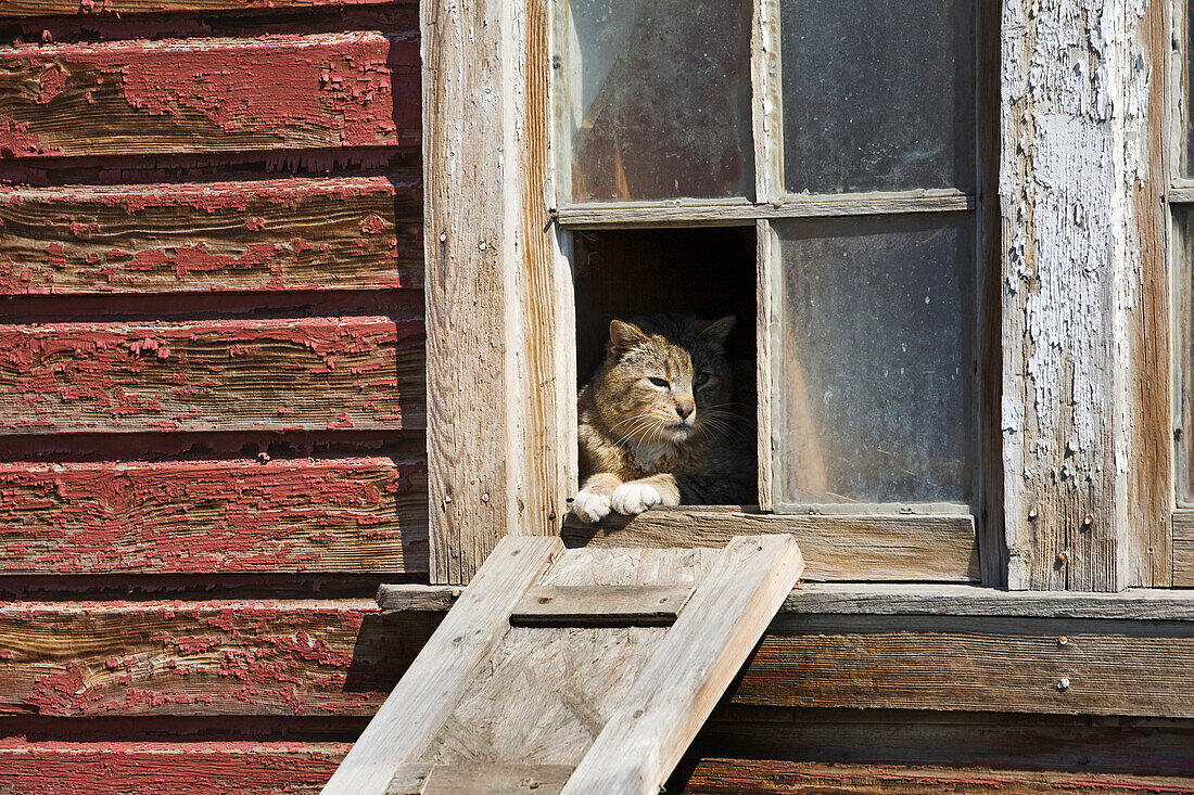 'Close up of cat looking out of a broken window of a rustic wooden barn;Alberta canada'