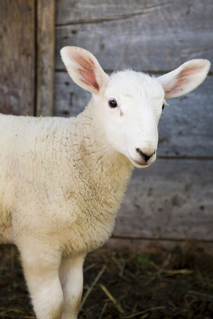 'Close up of a baby lamb against the outside of a wooden barn wall;Alberta canada'