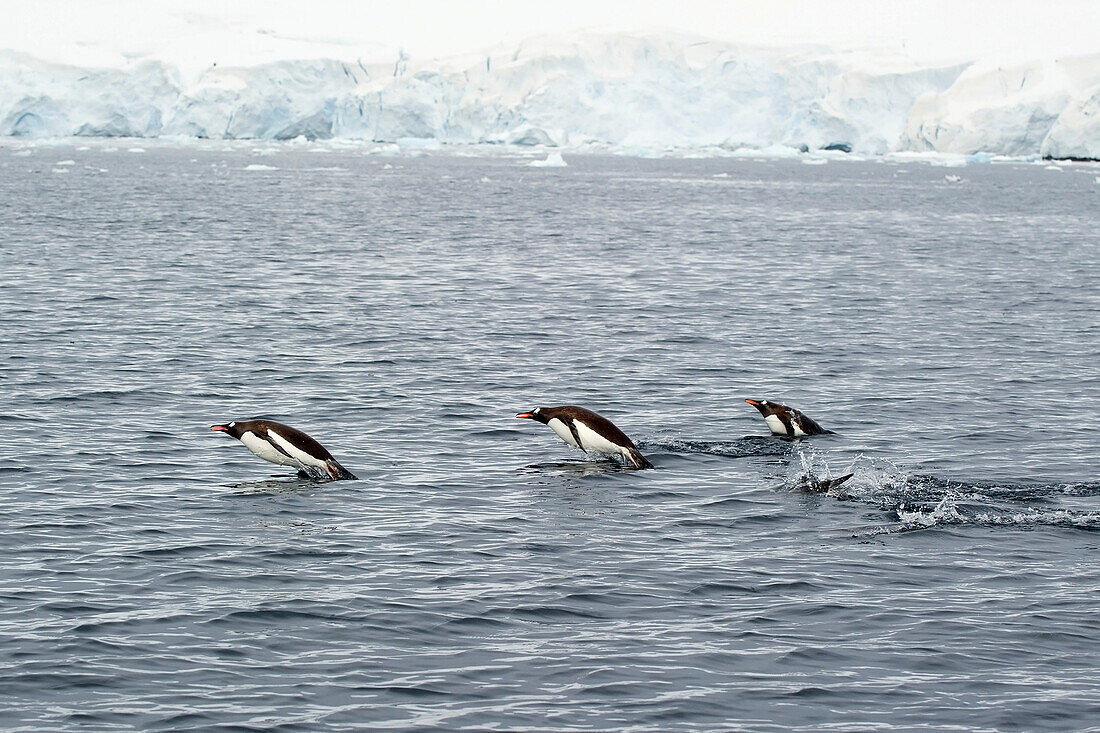 'Gentoo penguins (pygoscelis papua) in the water;Antarctica'