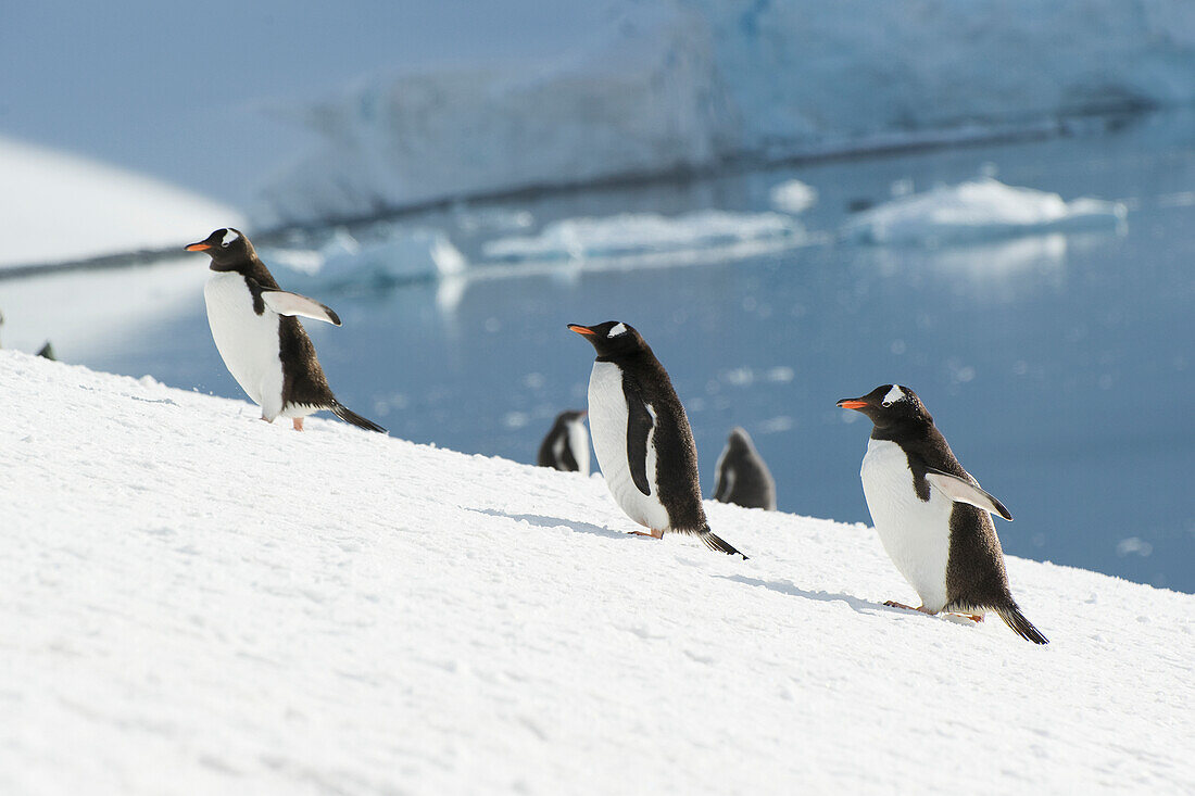 'Gentoo penguin (pygoscelis papua);Antarctica'