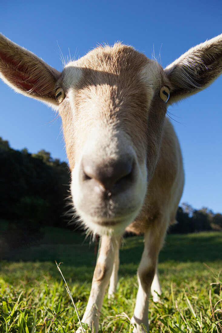 'Goat;Murwillumba new south wales australia'