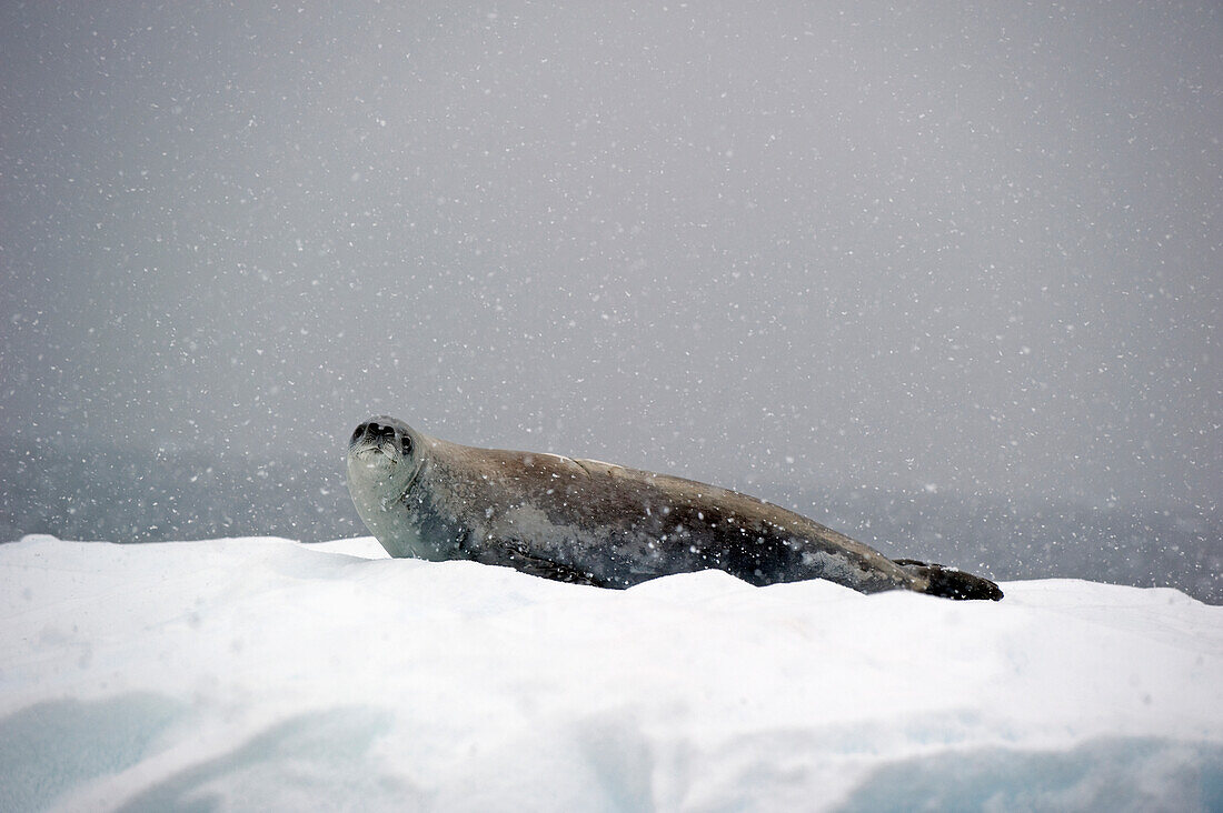'Seal on an iceberg in a snowfall;Antarctica'