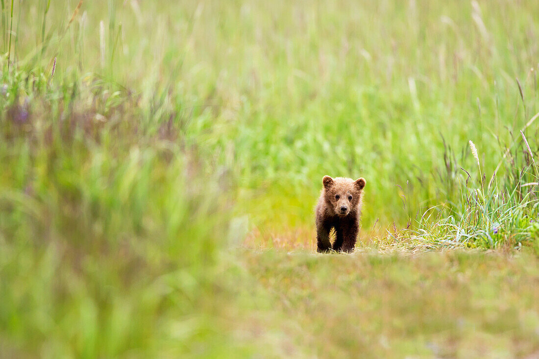 'Brown bear cub walking down a trail at lake clarke national park;Alaska united states of america'