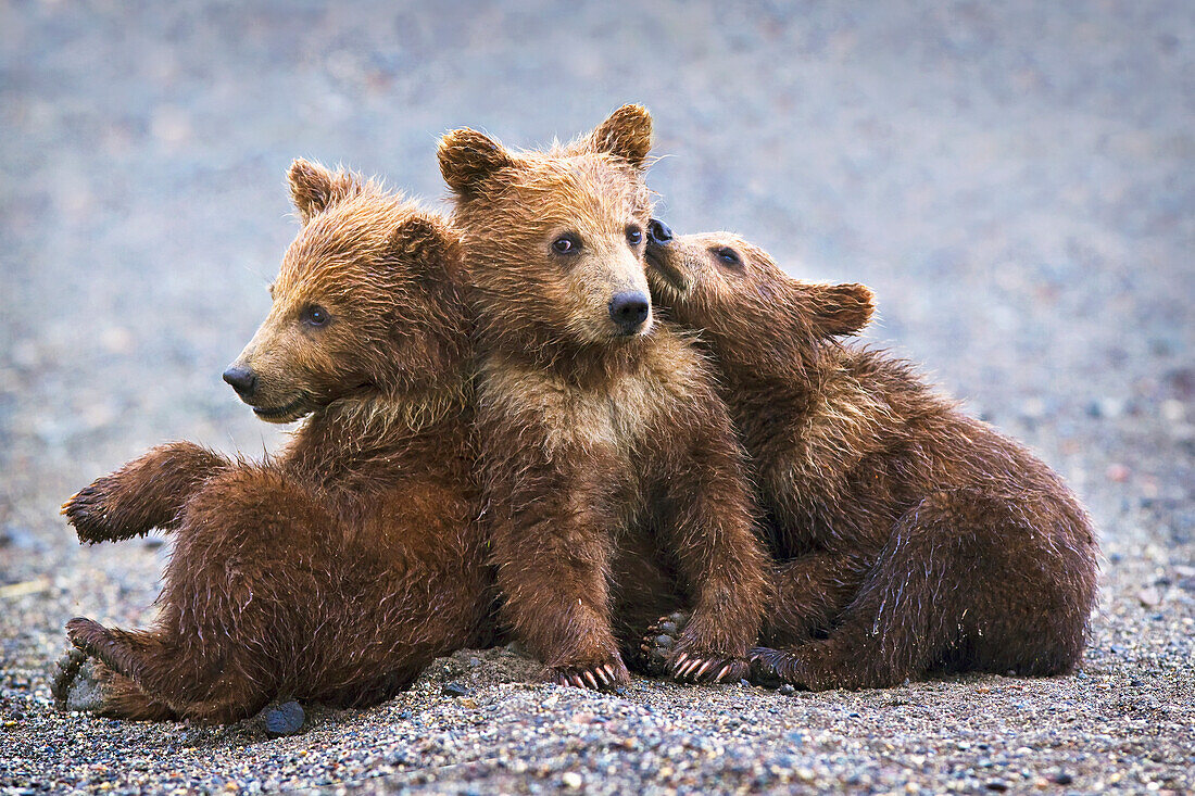 'Three brown grizzly bear cubs close together at lake clarke national park;Alaska united states of america'