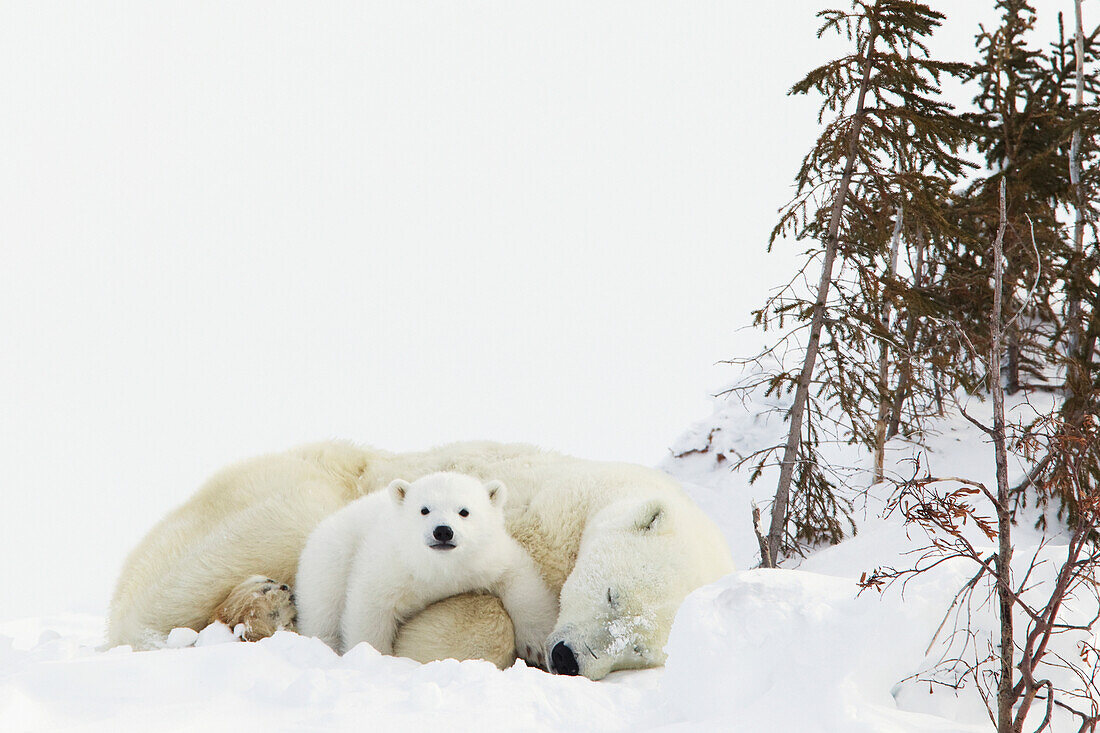 'Polar bear (ursus maritimus) cub rests on her mother's legs at wapusk national park;Manitoba canada'