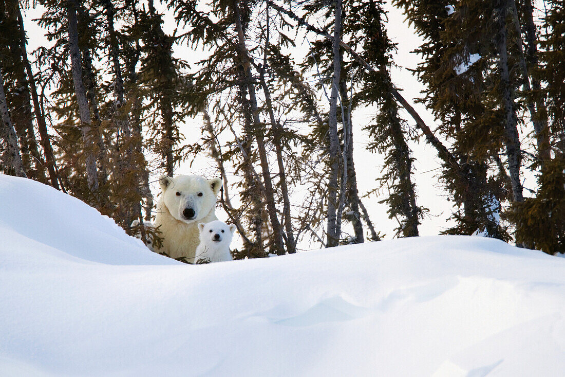 'Polar bear (ursus maritimus) sow and cut stare at the camera at wapusk national park;Manitoba canada'