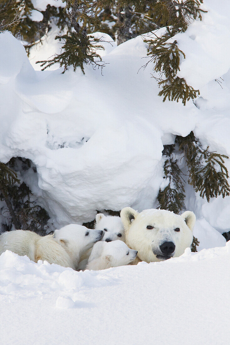 'Polar bear (ursus maritimus) sow and three cubs outside their den at wapusk national park;Manitoba canada'