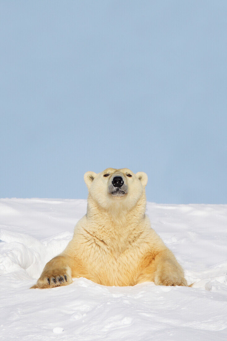 'Polar bear (ursus maritimus) sticking it's head and chest out of a den at wapusk national park;Manitoba canada'