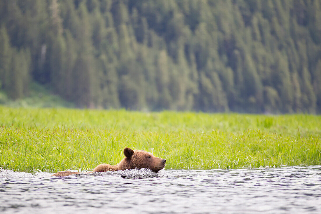 'Grizzly bear (ursus arctos horribilis) swimming in water at the khutzeymateen grizzly bear sanctuary near prince rupert;British columbia canada'