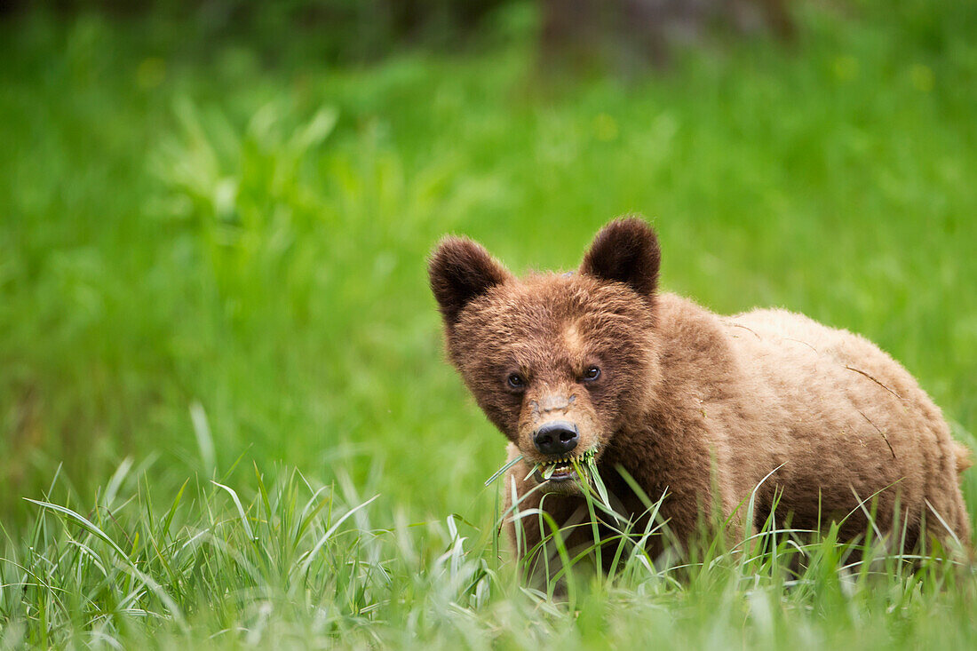 'Grizzly bear (ursus arctos horribilis) cub with dangerous expression eating grass at the khutzeymateen grizzly bear sanctuary near prince rupert;British columbia canada'
