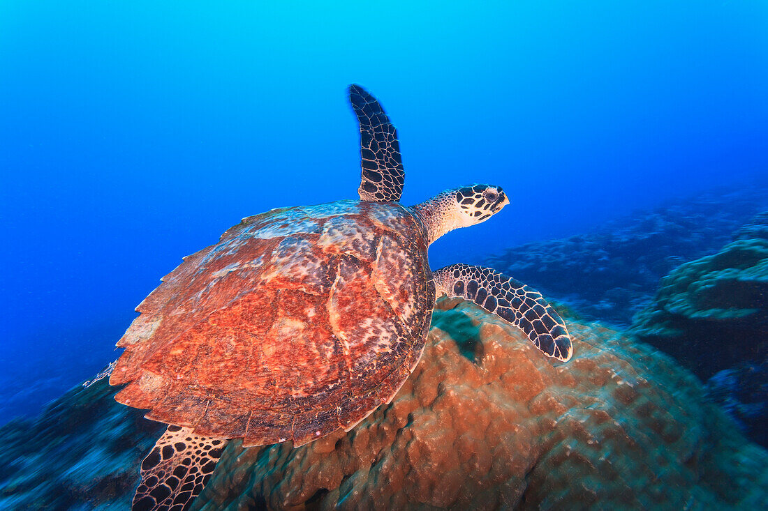 'Hawksbill turtle (eretmaochelys imbricata);Bora bora island society islands french polynesia south pacific'