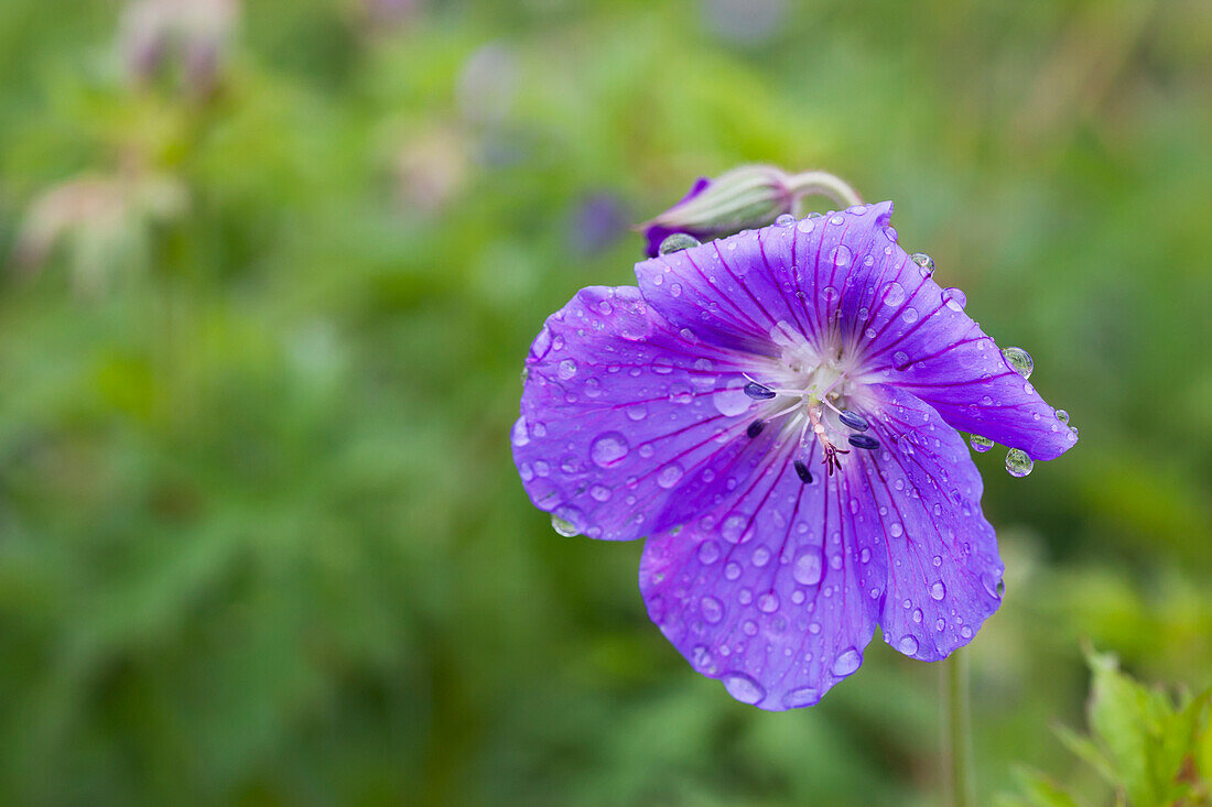 'Water drops on a purple flower;Northumberland england'