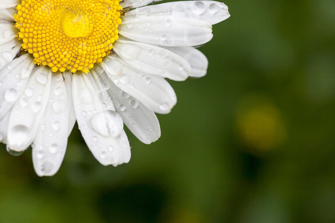 'A white daisy with water drops;Northumberland england'