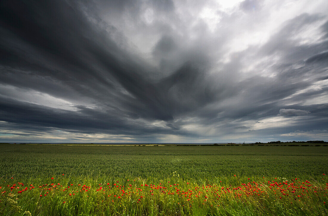 'Dark storm clouds over a field with red wildlfowers;Northumberland england'