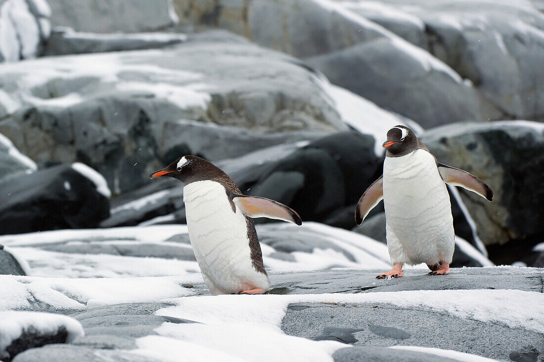 'Gentoo penguins (pygoscelis papua);Antarctica'